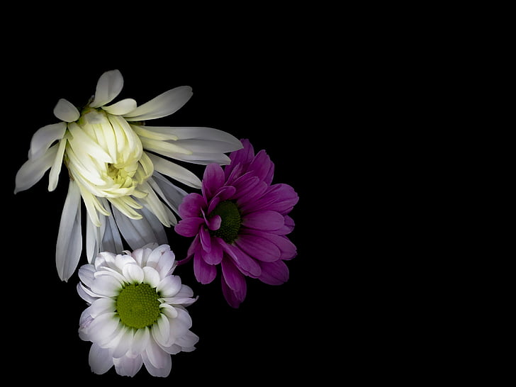 kwiaty, Daisy, mieszane, kwiatowy, Latem, kwiat, biały