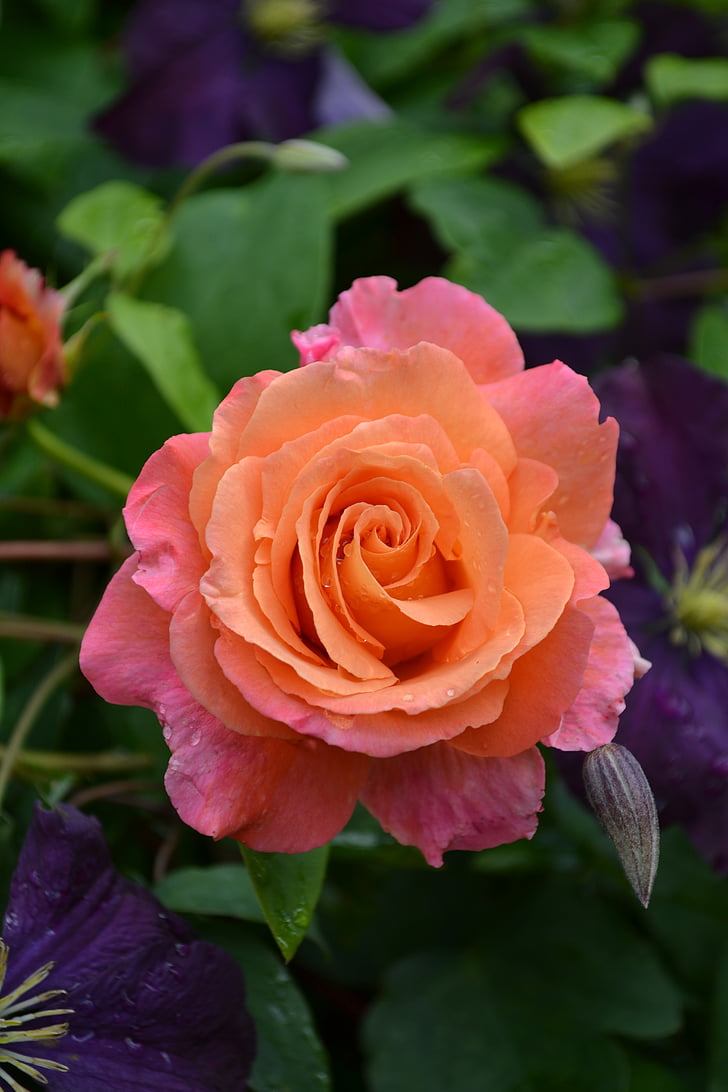 rose, flower, pink rose, floral, nature, blossom, valentine