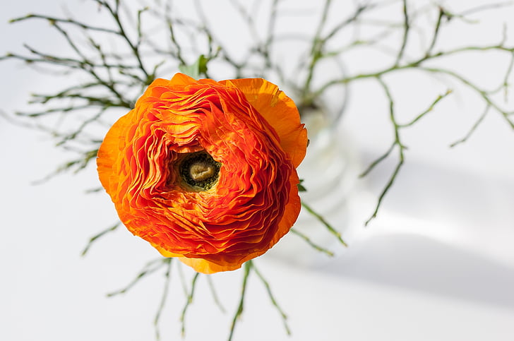 Ranunculus, puķe, oranža, apelsīnu ziedu, apelsīnu ranunkel, zieds, Bloom