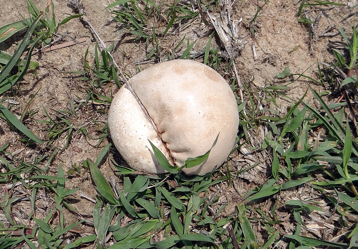 Puffball mushroom, Pilz, Pilz, Wild, Karnataka, Indien