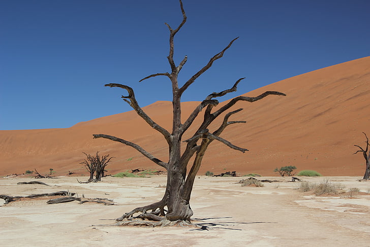 Namibia, Pustynia, piasek, Afryka, drzewo, Sossusvlei