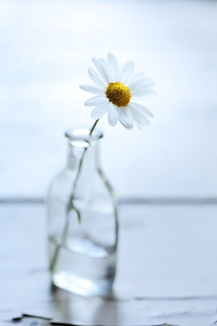 blomst, flaske, Daisy, hvid, ingen, objekt, objekter