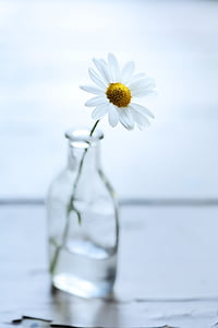 virág, üveg, Daisy, fehér, senki sem, objektum, objektumok