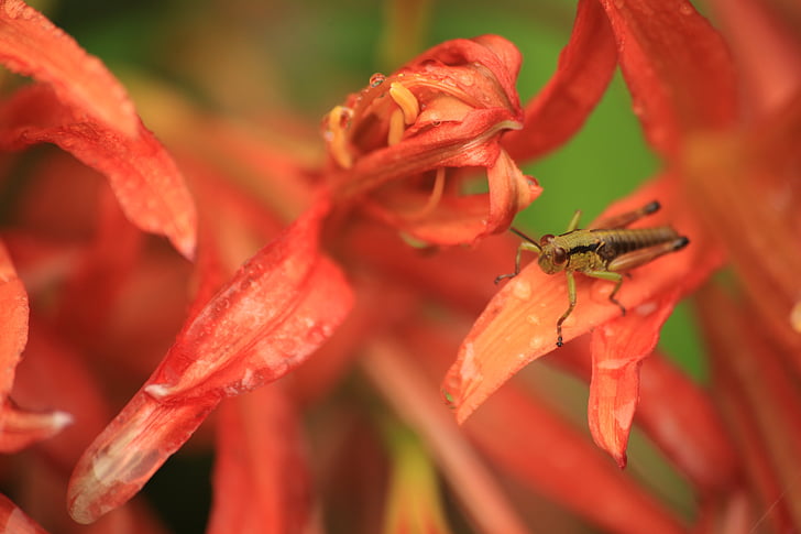 bug, grasshopper, insect, giant kitsunenokamisoli, flowers, red flowers, natural