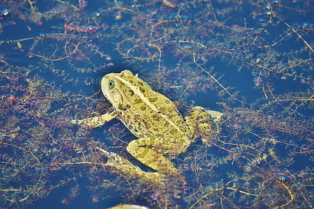 βάτραχος, Λίμνη, λιμνούλα στον κήπο, νερό, υδρόβια ζώα, βάτραχος, Frog pond