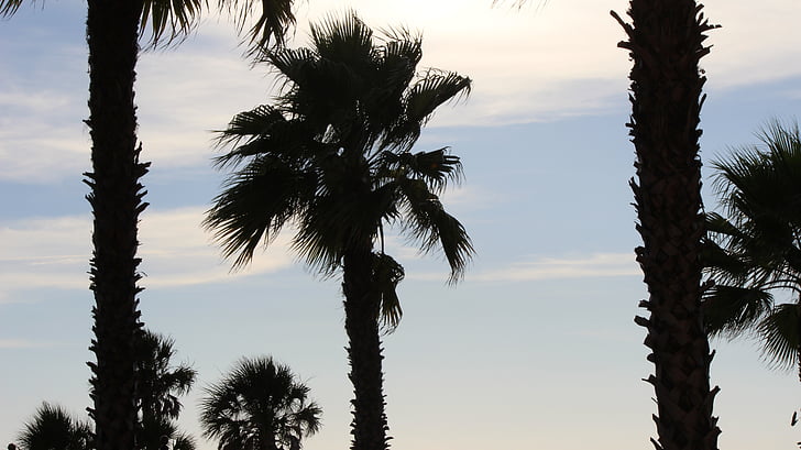 Florida, palmas, siluets, pludmales laika, pludmale staigāt, brīvdienas, romantisks