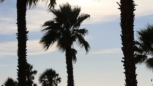 Florida, Palms, siluetti, ranta aika, rantakävelyllä, loma, romanttinen