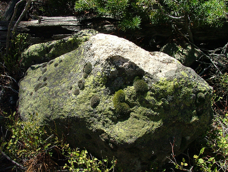 Moss, Rock, Lichen, skimmel, Boulder, natur, udendørs