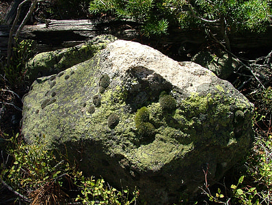 Moss, Rock, korstmossen, schimmel, Boulder, natuur, buitenshuis
