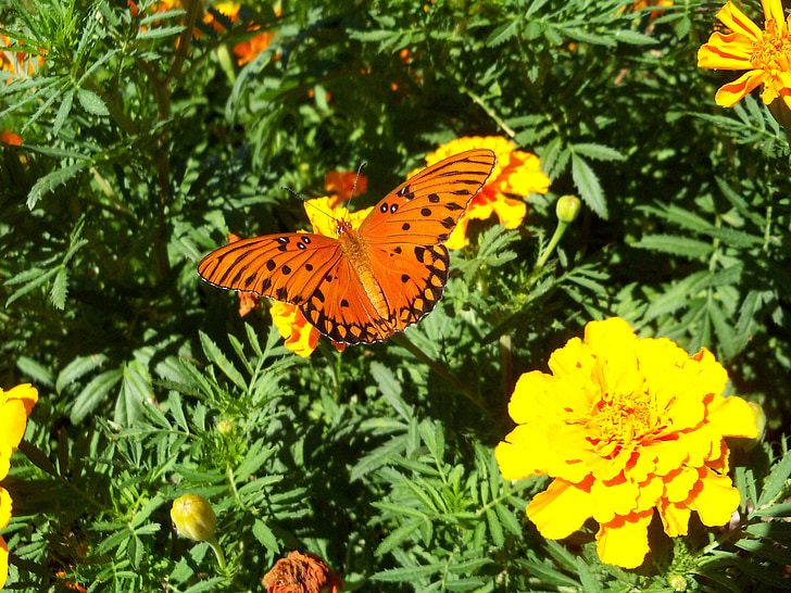 monark, fjäril, gul, blomma, insekt, Orange, naturen