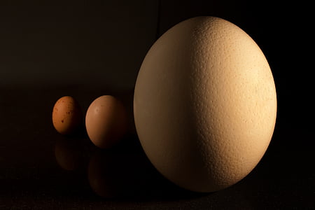 jajce, makro, hrane, blizu, jajce polje, živeti, rojstva