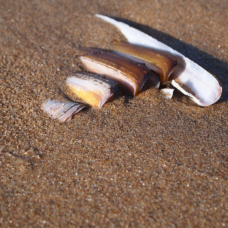 shells, row, long, beach, sand, small to big, holiday