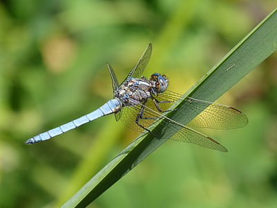 modrá vážka, detail, krása, okrídlený hmyz, modrá
