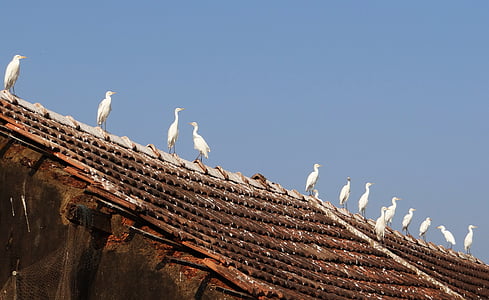little egret, bird, egret, egretta garzetta, wader, ornithology, white