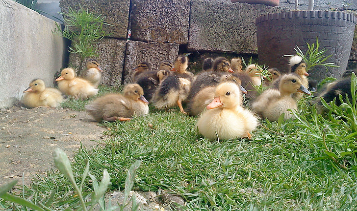 Ducklings, anak ayam, muda, bayi, burung, bayi, kecil
