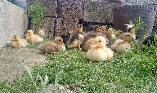 ducklings, chicks, young, baby, birds, babies, small