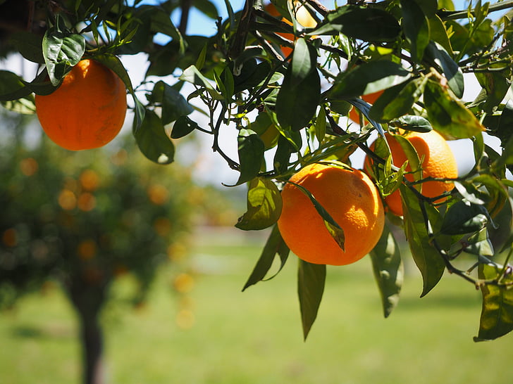 портокали, плодове, цитрусови плодове, дърво, листа, естетически, зеленина