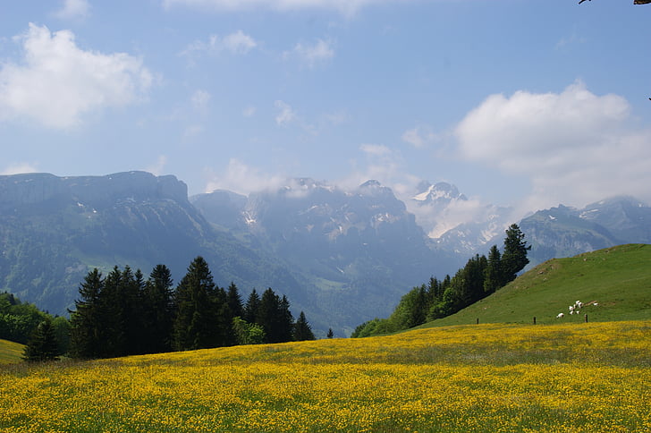 山, 山の牧草地, bergweide, アルパイン, スイス, アッペンツェル, appenzellerland