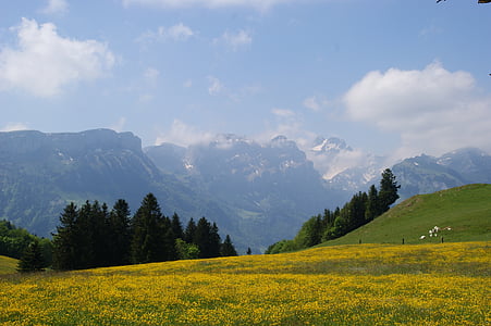 kalnai, kalnų pievos, bergweide, Alpių, Šveicarija, Appenzell, appenzellerland