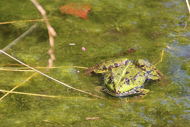 frog, green, pond, frogs, aquatic animal, swim, garden pond