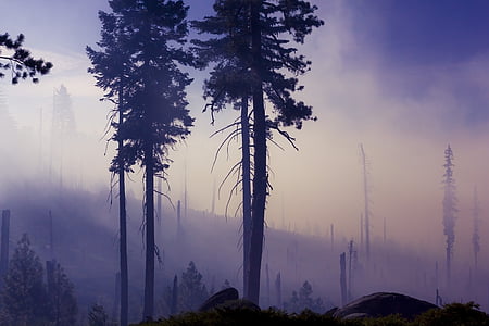 ομίχλη, δάσος, ομίχλη, φύση, σιλουέτα, δέντρα, ξύλα