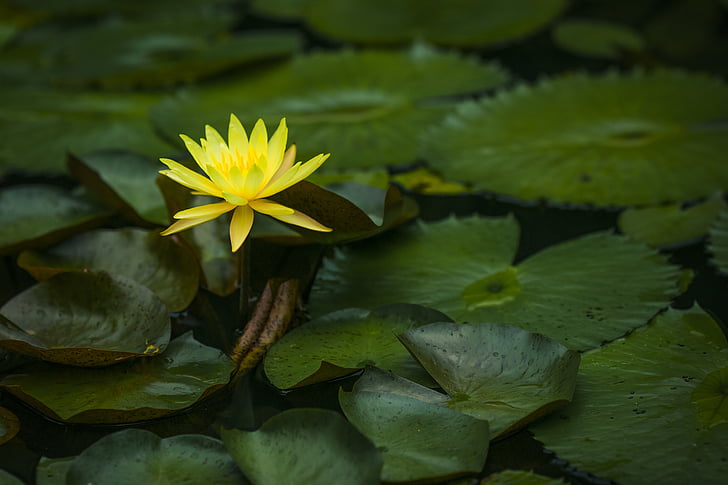 water lily, scene, flower, pond, petal, bloom, yellow