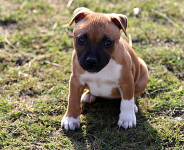 puppy, dog, staffordshire bullterrier, pet, animal, cute, canine