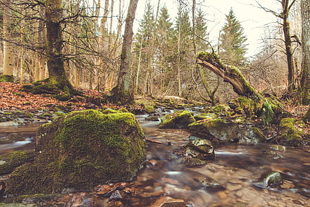 Bach, řeka, zdroj, Příroda, Les, místní rekreační, odpočinek