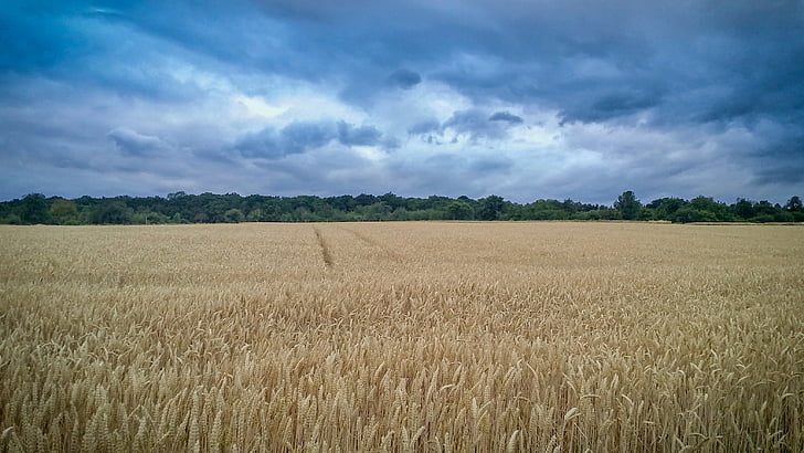 field, wheat, scene, nature, landscape, earth, wild