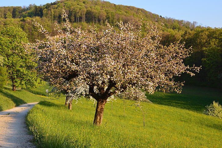 čerešňa, jar, kvety, kvitnúce sakury, biela, strom, Príroda