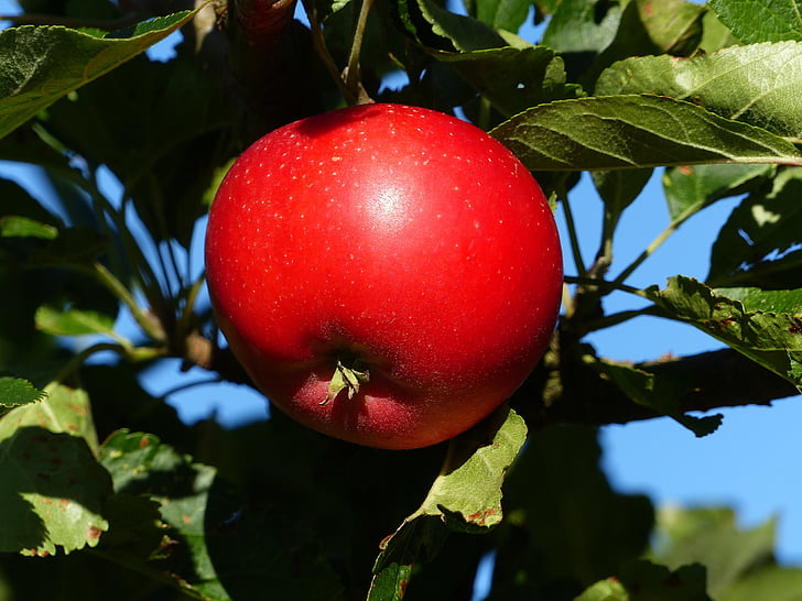 apple, red, fruit, tree, leaf, colors, green