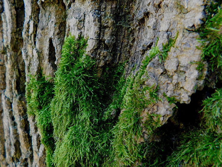 Moss, puu, hõim, Logi, tõrje, koor