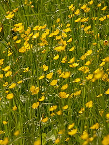 Buttercup, eng, spisse blomst, gul, natur, idyll, gresset