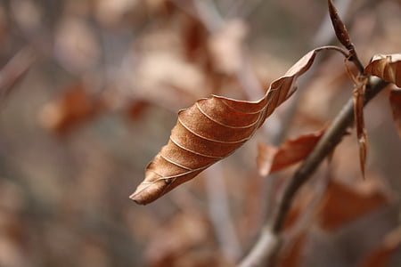 лист, сухі, Осінь, Природа, коричневий, золота осінь, листя