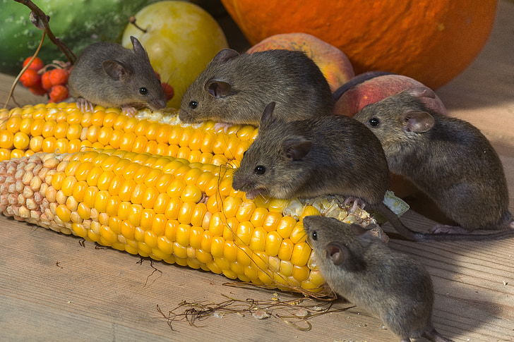 mouse, wild, corn, nager, animal portrait, vegetables, food