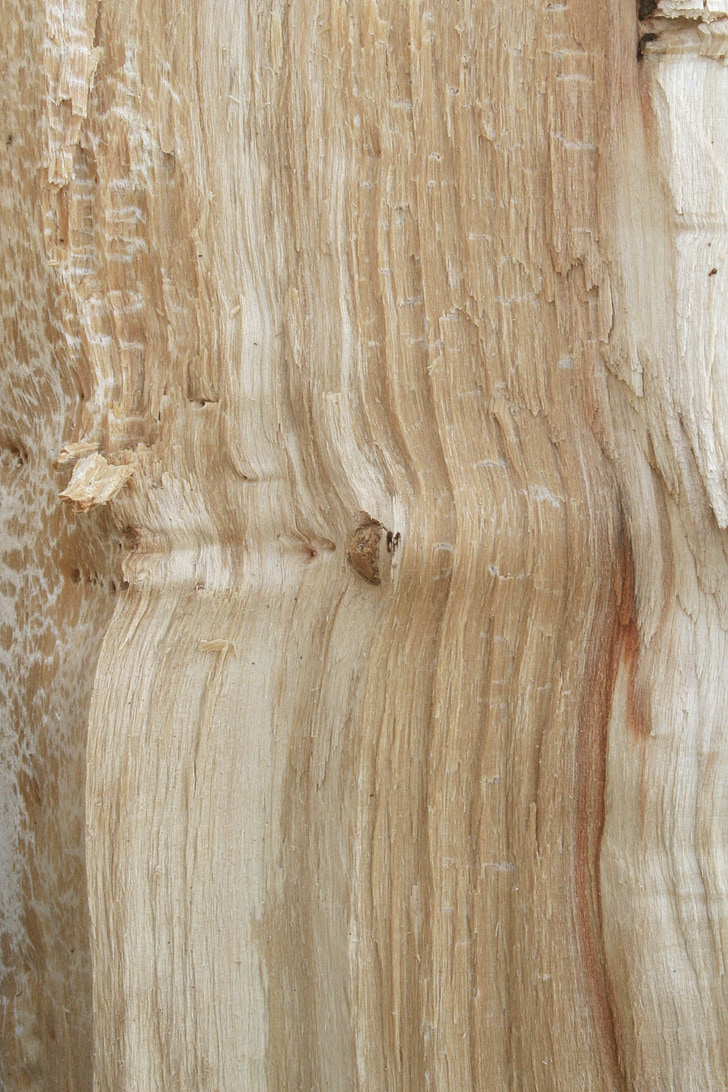 fusta, textura, arbre, el fons, fons, bosc, bedoll