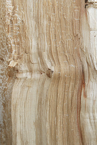 kayu, tekstur, pohon, latar belakang, latar belakang, hutan, Birch