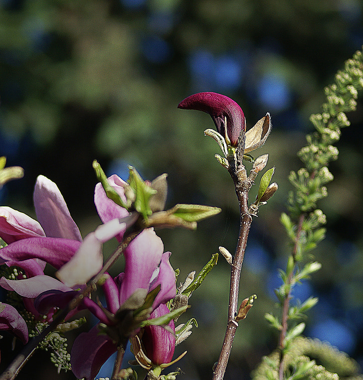 Magnolia, flor, flor de Magnolia, primavera, floreciente, flores, violeta