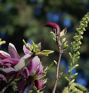 Magnolia, fleur, fleur de Magnolia, printemps, en plein essor, fleurs, violet