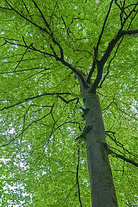 beech, spring, tree, leaves, green, nature, forest