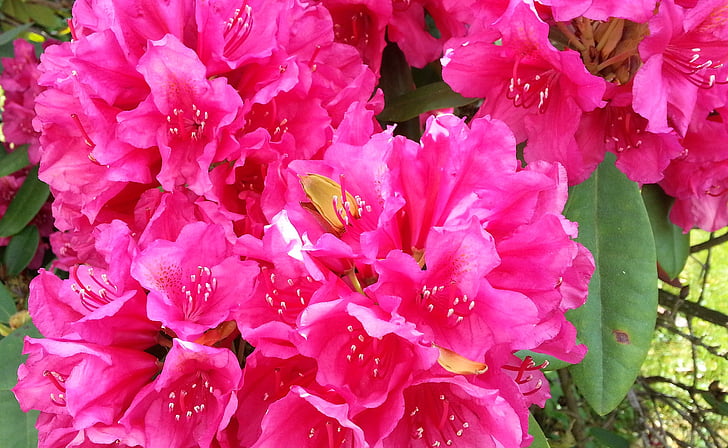 Rhododendron, õis, Bloom, Bud, punane rododendron, Kaunis, Ilu
