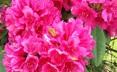 rododendron, květ, Bloom, Bud, červený rododendron, Krásné, Krása