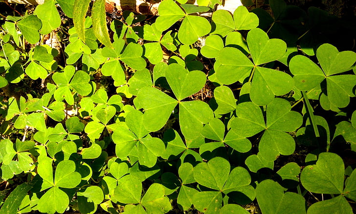Shamrock, zielony, Irlandzki, Natura, roślina, wiosna, liść