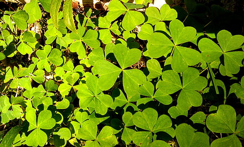 Shamrock, hijau, Irlandia, alam, tanaman, musim semi, daun