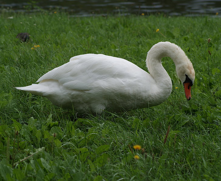 Swan, djur, fågel, vit, fjäder