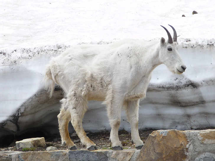 Montana, Národní park Glacier, hory, malebný, scenérie, Horská koza, volně žijící zvířata