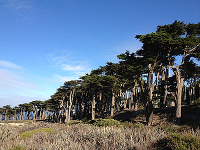miško, San Franciskas, medžiai, Gamta, kraštovaizdžio, natūralus, miškai