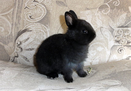 one, black, bunny, easter, portrait, sweet, cute