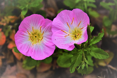 Texas primrose, aften, bug, Pink, blomst, wildflower, Bloom