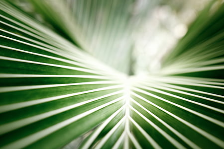 daun kelapa, Palm, tropis, hijau, closeup, daun, pohon palem